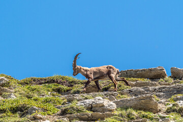 Ibex on a ridge against a blue sky in the southern Vercors, France 