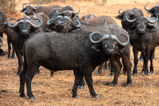 Buffalo lowing in Murchison Falls National Park, Uganda