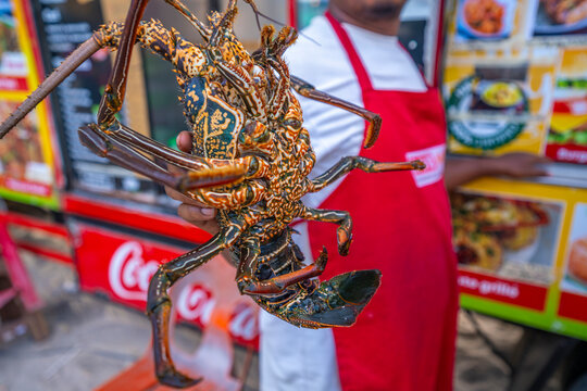 View of tropical Spiny Lobster, Grand Bay, Mauritius