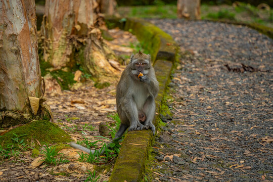 View of Mauritius Cynomolgus Monkey (Crab-eating Macaque), Savanne District, Mauritius