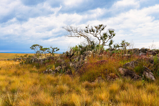 Serra da Canastra landscape, Minas Gerais, Brazil