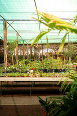 Abundant Plant-filled Table in Spring Greenhouse