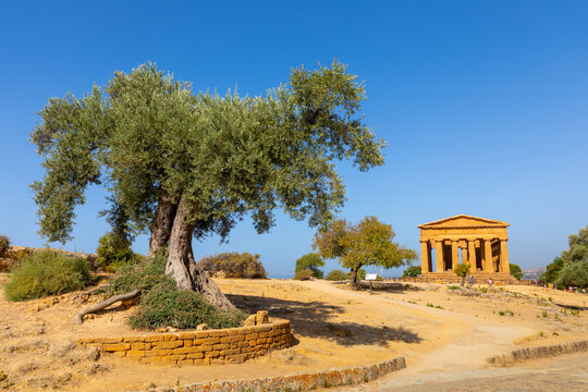 Tree and Temple of Concordia, Valle dei Templi (Valley of Temples), UNESCO World Heritage Site, Hellenic architecture, Agrigento, Sicily, Italy