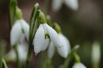 Close up photo of the common snowdrop (Galanthus nivalis) with blurry background. 