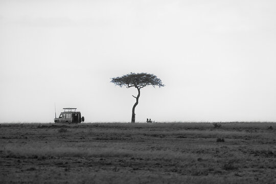 Fototapeta A safari car stopped for a picnic under an Acacia Tree in the Maasai Mara, Kenya