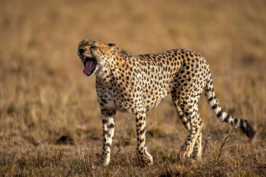 A male Cheetah (Acinonyx jubatus) in the Maasai Mara, Kenya