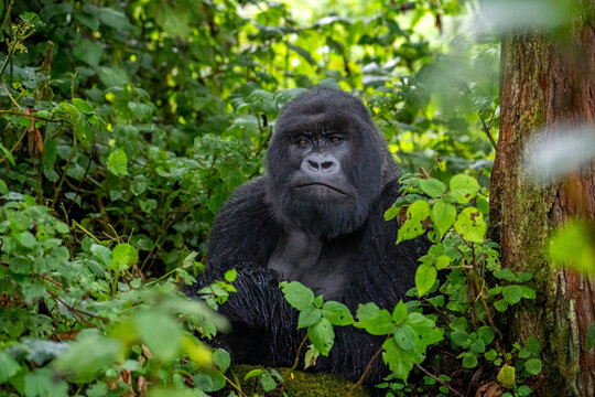 A Silverback mountain gorilla, a member of the Agasha family in the mountains of Volcanos National Park, Rwanda
