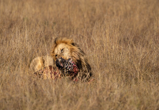 Adult male Lion (Panthera leo) consuming a Zebra head in the Maasai Mara, Kenya