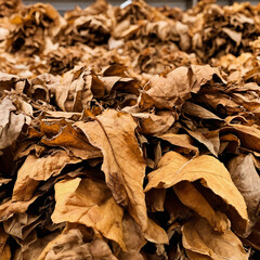 Geerntete Tabakbl&auml;tter