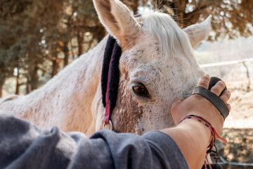Tender moment between human and horse in nature