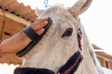 Gentle grooming of a white horse by a human hand