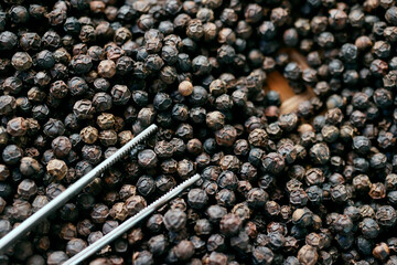 Famous Kampot black pepper, one of the best peppers in the world, Pepper farm, Kep, Cambodia, Indochina