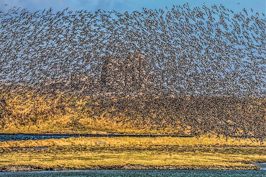 Flock of Oystercatchers, South Walney Nature Reserve, blocking out the distant Piel Castle, just visible on Piel Island, Cumbrian Coast, Furness Peninsula, Cumbria, England