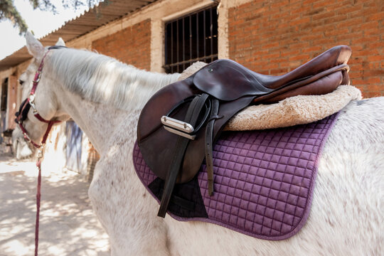Close-up of horse with saddle at a ranch