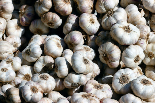 Fresh garlic for sale at the market, Saint Gervais, Haute-Savoie, France