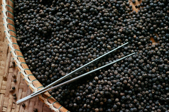Famous Kampot black pepper, one of the best peppers in the world, Pepper farm, Kep, Cambodia, Indochina
