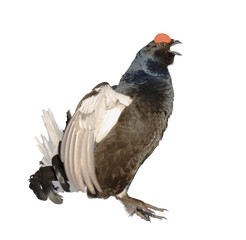 Gorgeous male Black Grouse (Tetrao tetrix) early in the morning on transparent background