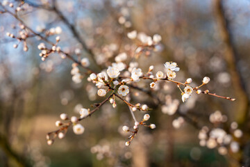 Wild apple flowers. Wild apple tree in bloom.
