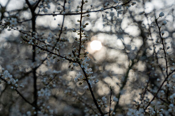 Wild apple flowers. Wild apple tree in bloom.