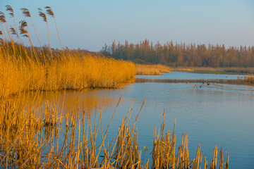 The edge of a lake at sunrise in winter, Almere, Flevoland, The Netherlands, March 08, 2024