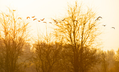 Obraz premium Birds flying in an orange colored sky at sunrise in winter, Almere, Flevoland, The Netherlands, March 8, 2024