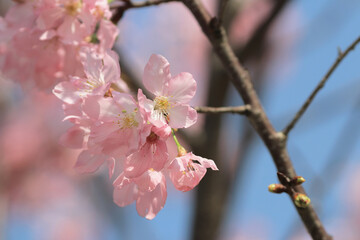Obraz premium the spring flower concept, the nature Cherry blossom in hk