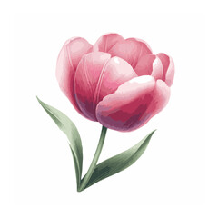 Fototapeta premium watercolor of tulip isolated on white background