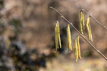 Yellow catkins on birch branches in spring