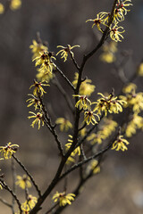 Yellow catkins on a tree in spring