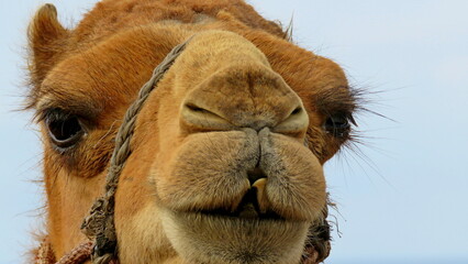 camel head close up tourism north africa ride domesticated animal
