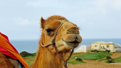 camel head close up tourism north africa ride domesticated animal