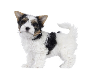 Cute Biewer Terrier dog puppy, standing side ways with tail fierce up. Looking towards camera. Isolated cutout on a transparent background.