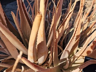Cacti from Lanzarote flourish in its arid climate, showcasing diverse shapes and sizes. Against the volcanic terrain, their striking silhouettes add a unique charm to the landscape.