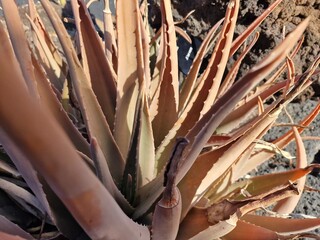 Cacti from Lanzarote flourish in its arid climate, showcasing diverse shapes and sizes. Against the...