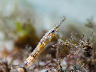 A macro photo of a brown banded Longsnout pipefish (Syngnathus temminckii) closeup of its head 