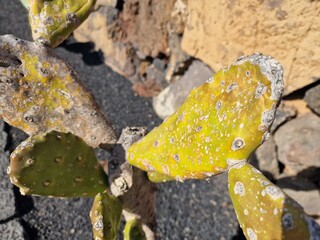 Cacti from Lanzarote flourish in its arid climate, showcasing diverse shapes and sizes. Against the volcanic terrain, their striking silhouettes add a unique charm to the landscape.