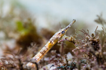 Obraz na płótnie Canvas A macro photo of a brown banded Longsnout pipefish (Syngnathus temminckii) closeup of its head 