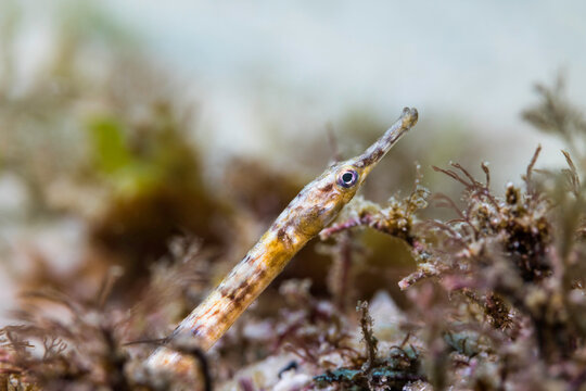 A macro photo of a brown banded Longsnout pipefish (Syngnathus temminckii) closeup of its head 