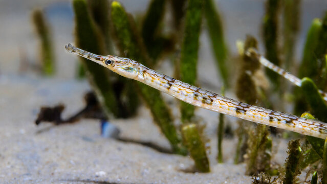 A brown color Longsnout pipefish (Syngnathus temminckii) on the ocean floor sand