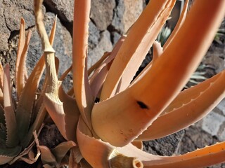 Cacti from Lanzarote flourish in its arid climate, showcasing diverse shapes and sizes. Against the...