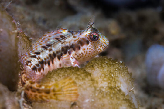 A Ringneck Blenny fish (Parablennius pilicornis) perched on the reef