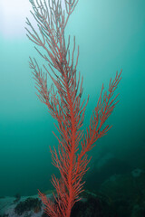 A tall growing Palmate sea fan (Leptogoria palma) bright orange color with turquoise background