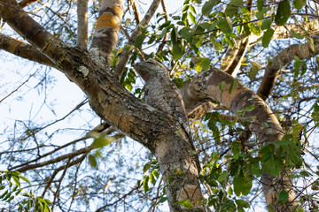Great Potoo perched on a Tree Trunk in Brazil