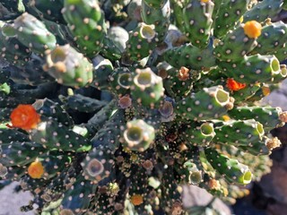 Cacti from Lanzarote flourish in its arid climate, showcasing diverse shapes and sizes. Against the volcanic terrain, their striking silhouettes add a unique charm to the landscape.