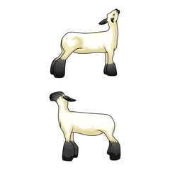 Lamb Perfect for Livestockshow Exhibition