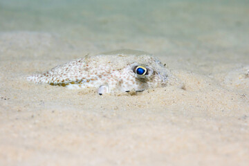 An Evileye pufferfish (Amblyrhynchotes honckenii) hiding in the sand on the ocean floor © MWolf Images