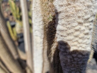 Cacti from Lanzarote flourish in its arid climate, showcasing diverse shapes and sizes. Against the volcanic terrain, their striking silhouettes add a unique charm to the landscape.
