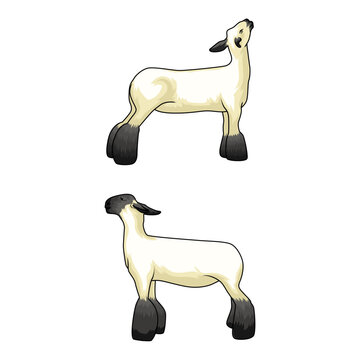 Lamb Perfect for Livestockshow Exhibition