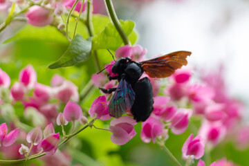 Xylocopa valga or carpenter bee on Pink coral vine flowers