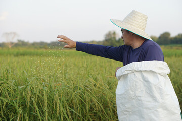 Asian man farmer is working at paddy field, hold white sack and fertilize rice plants. Concept,...
